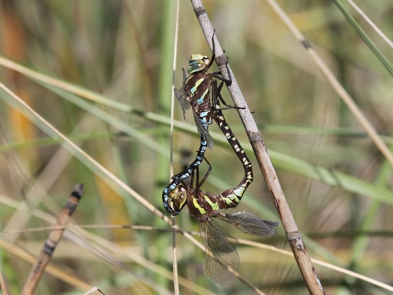 Photo of Lance-tipped Darner