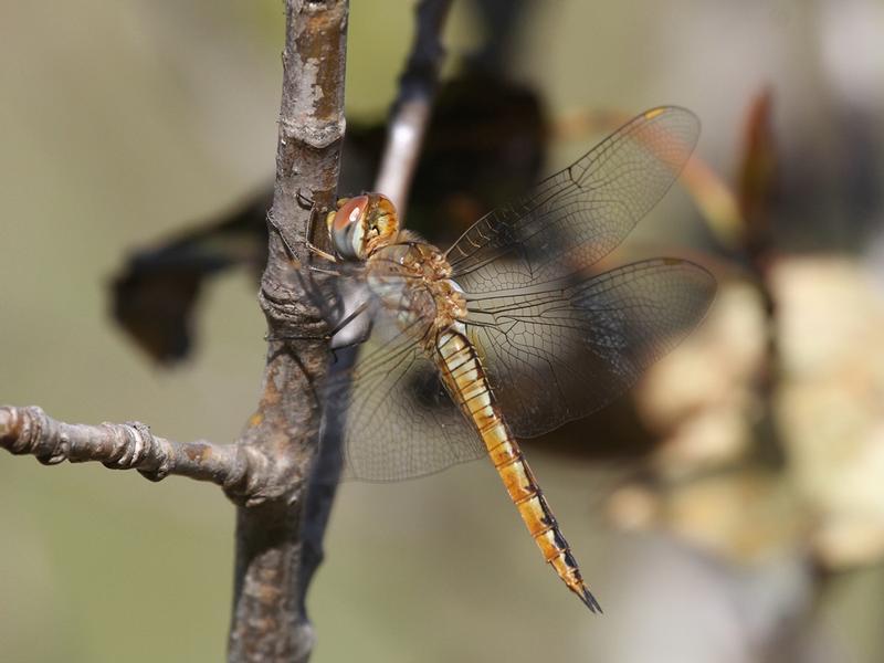 Photo of Wandering Glider