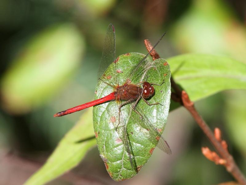 Photo of Autumn Meadowhawk