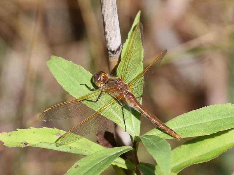 Photo of Saffron-winged Meadowhawk