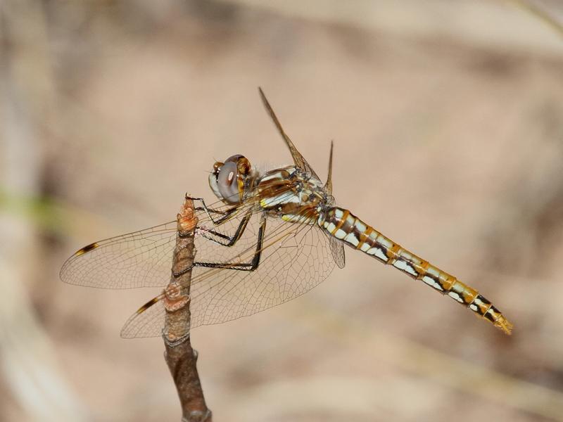 Photo of Variegated Meadowhawk