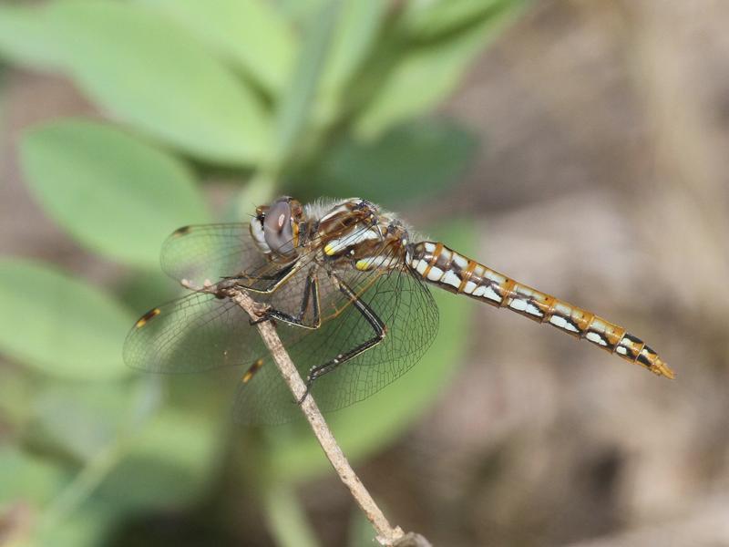 Photo of Variegated Meadowhawk