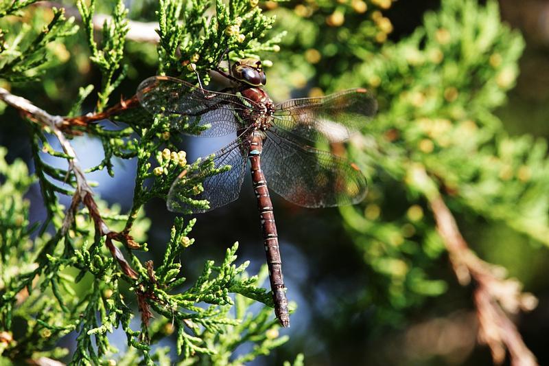 Photo of Shadow Darner
