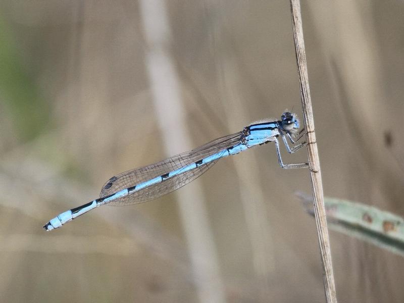 Photo of Familiar Bluet