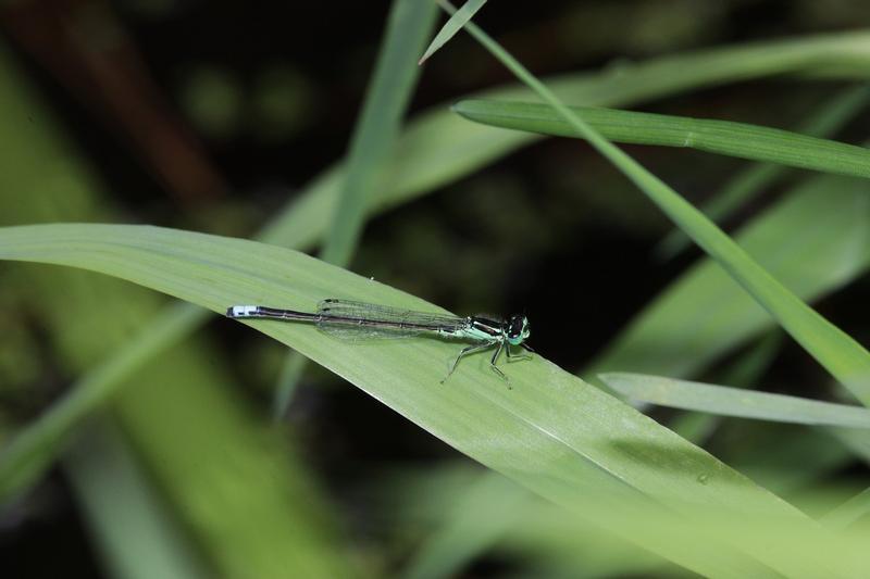 Photo of Eastern Forktail