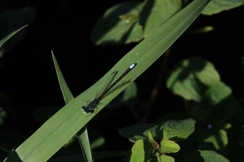 Photo of Eastern Forktail