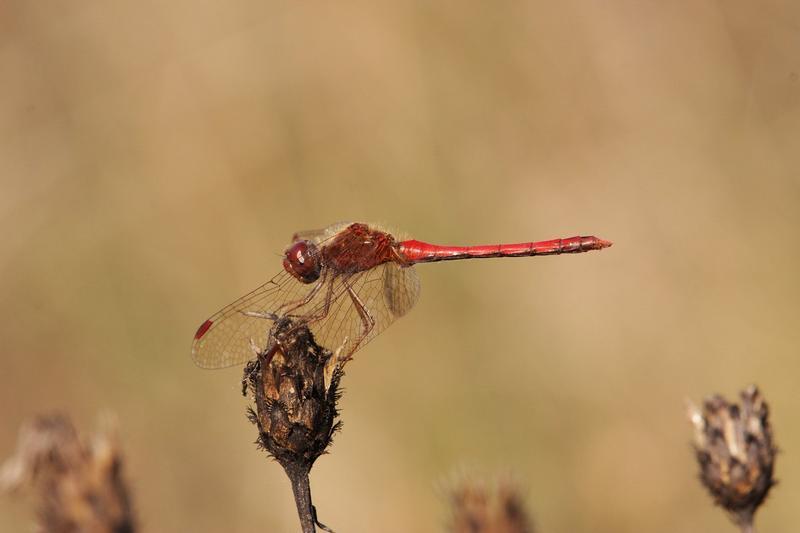 Photo of Autumn Meadowhawk