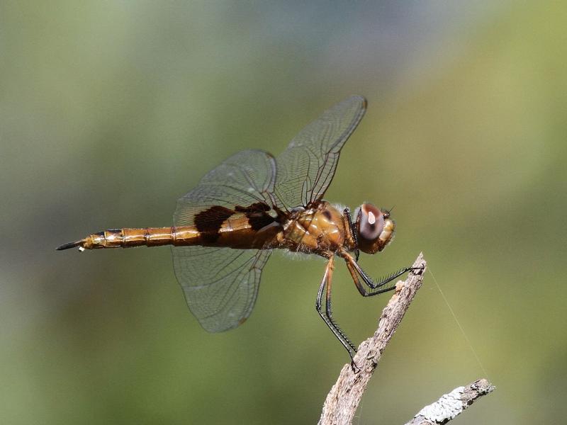 Photo of Red Saddlebags