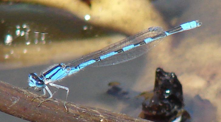 Photo of Familiar Bluet