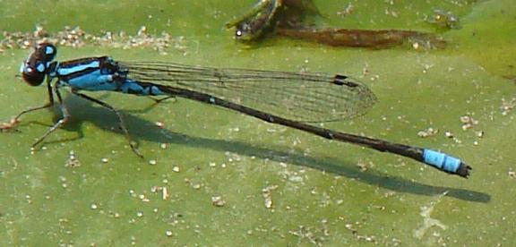 Photo of Skimming Bluet