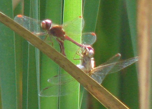 Photo of Autumn Meadowhawk