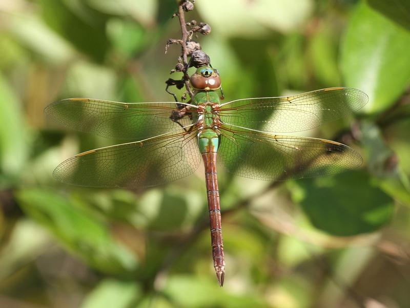 Photo of Common Green Darner