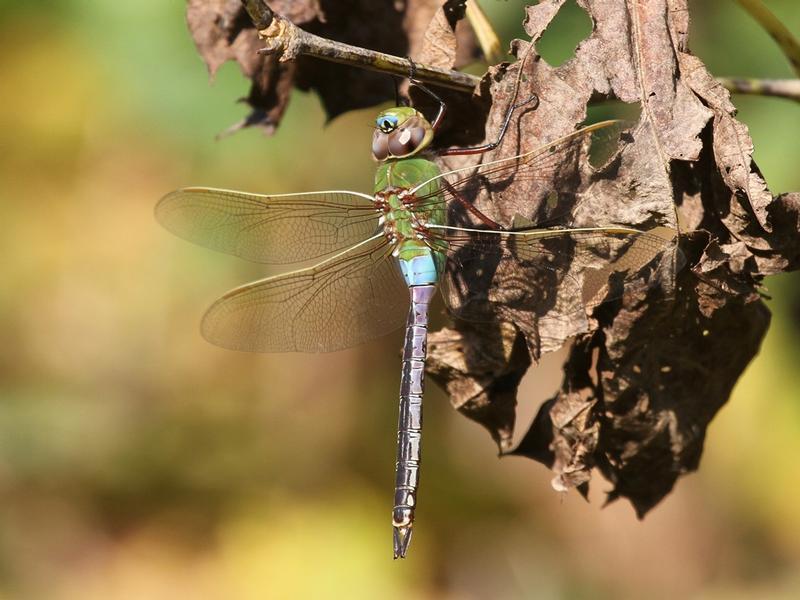 Photo of Common Green Darner
