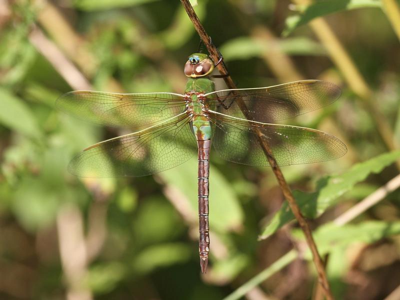 Photo of Common Green Darner