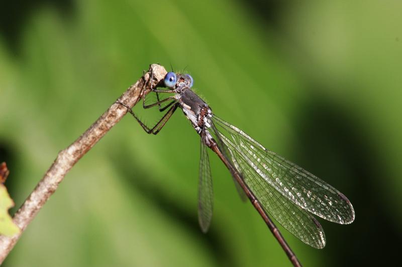 Photo of Spotted Spreadwing