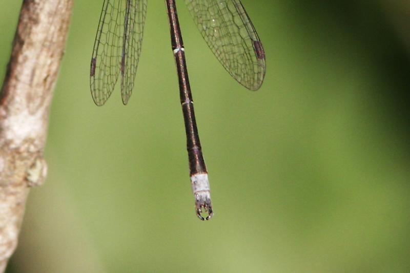 Photo of Spotted Spreadwing