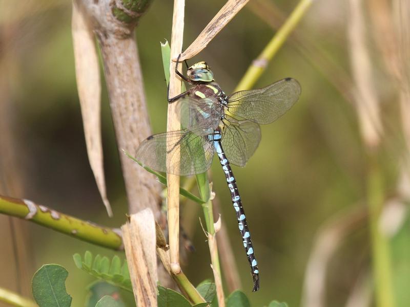 Photo of Lance-tipped Darner