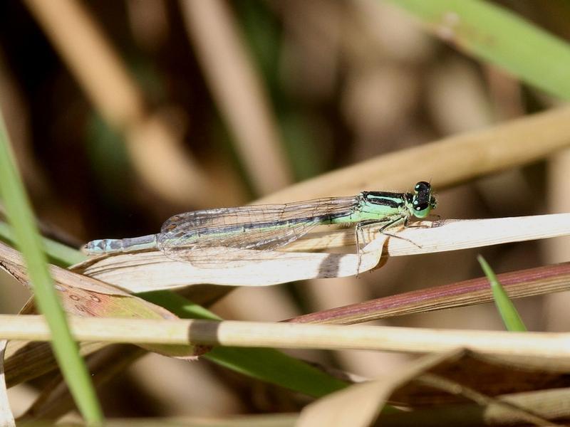 Photo of Eastern Forktail