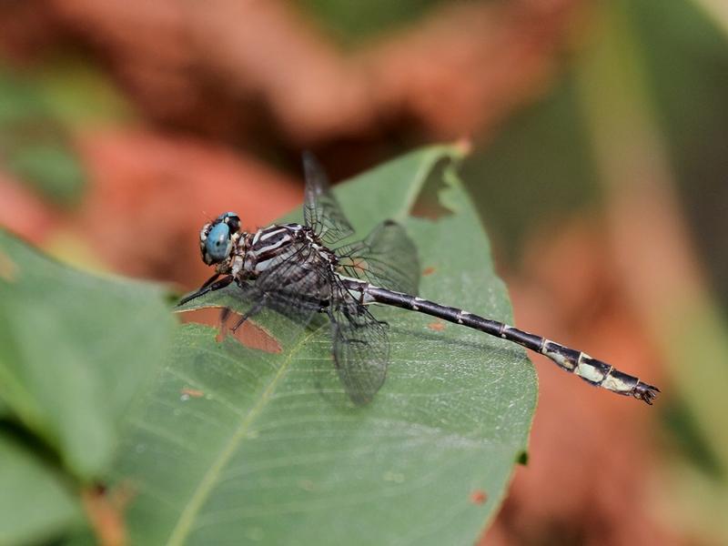 Photo of Elusive Clubtail