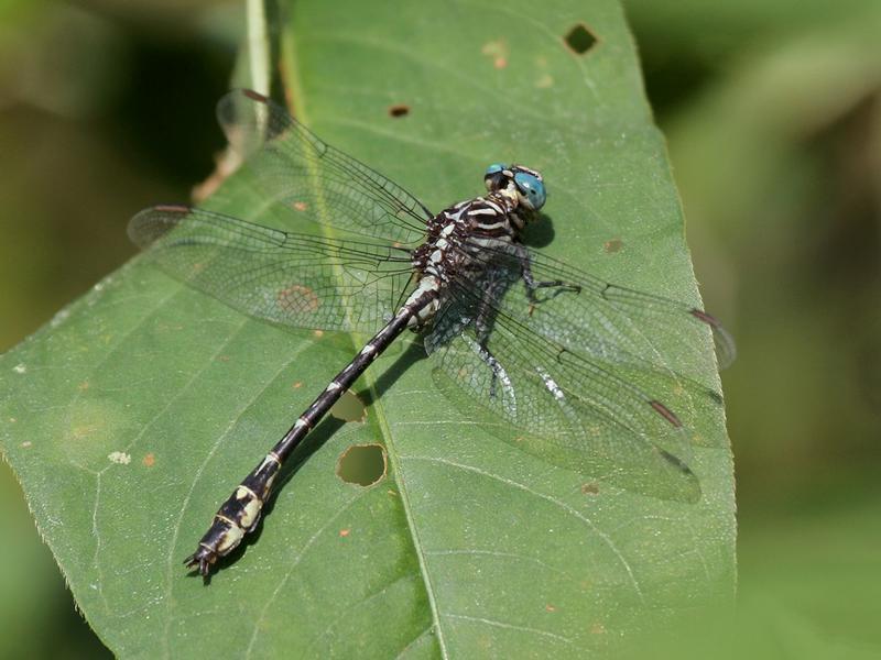 Photo of Elusive Clubtail