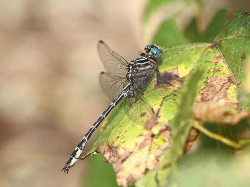 Photo of Elusive Clubtail