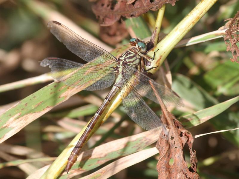 Photo of Russet-tipped Clubtail