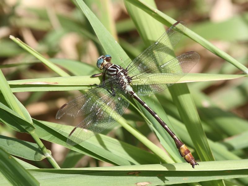 Photo of Russet-tipped Clubtail