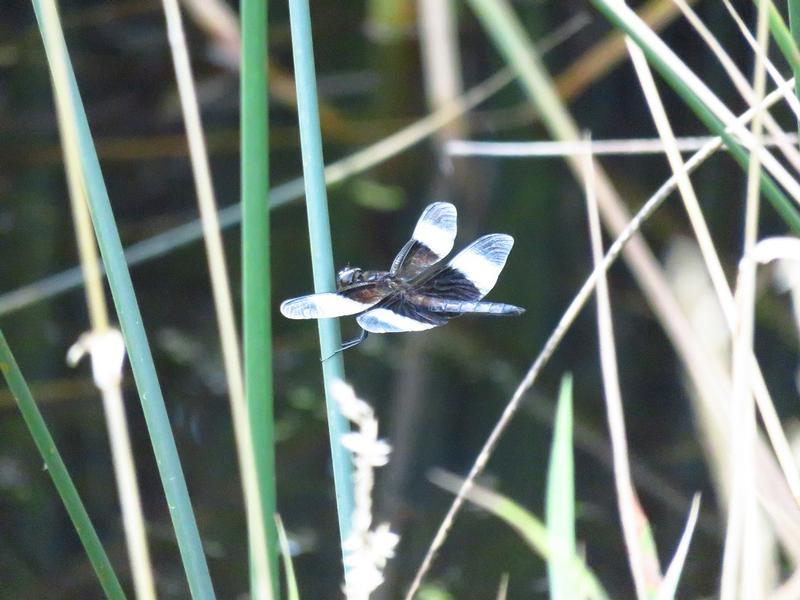 Photo of Widow Skimmer