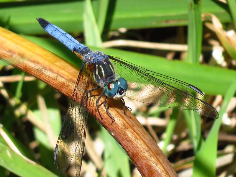 Photo of Blue Dasher