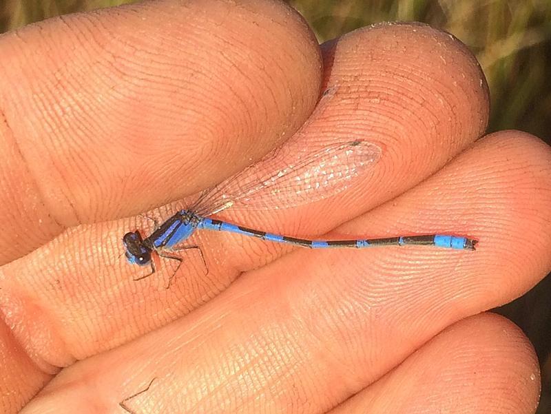 Photo of Tule Bluet