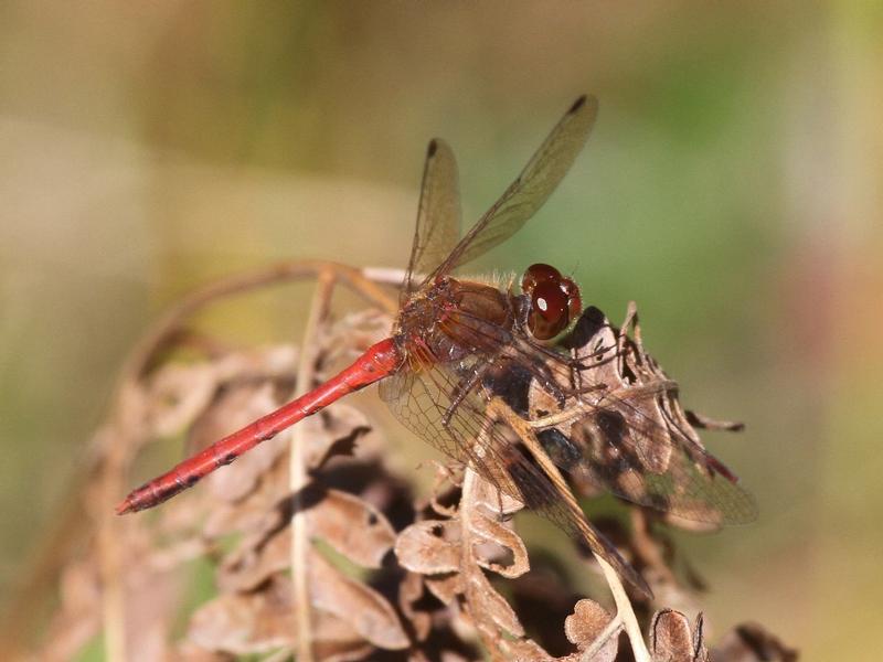 Photo of Autumn Meadowhawk