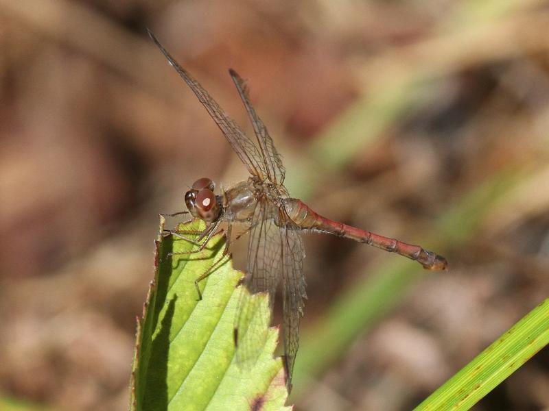 Photo of Autumn Meadowhawk