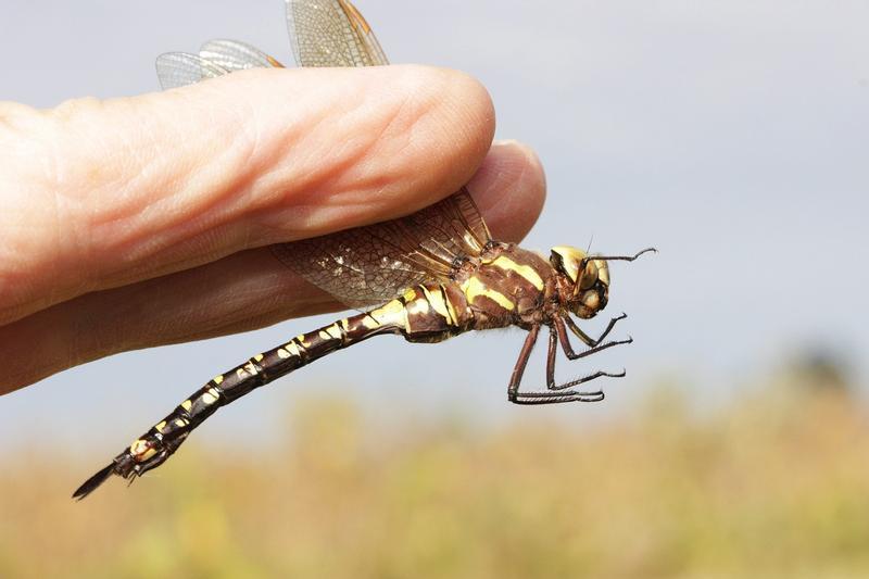 Photo of Lance-tipped Darner