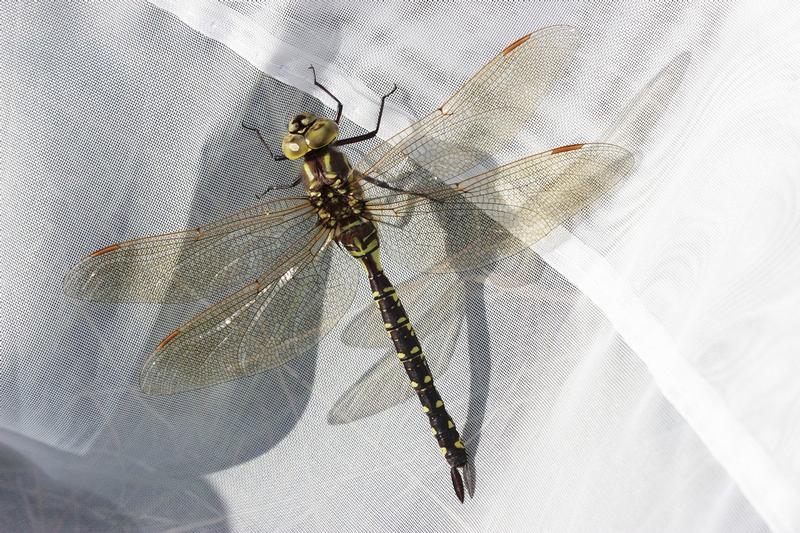 Photo of Lance-tipped Darner