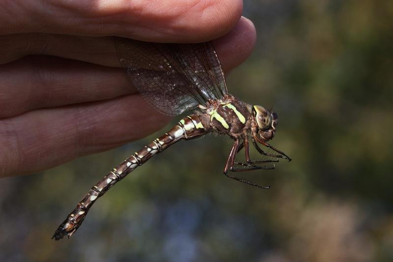 Photo of Shadow Darner