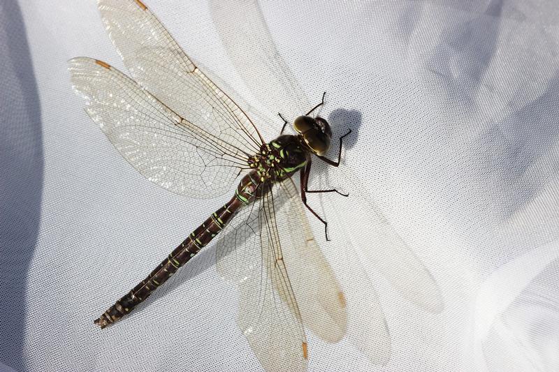 Photo of Shadow Darner