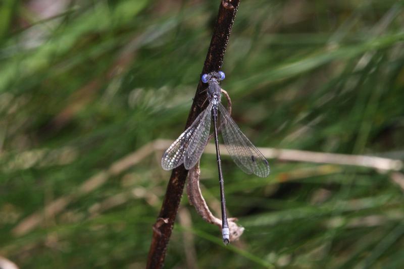 Photo of Spotted Spreadwing