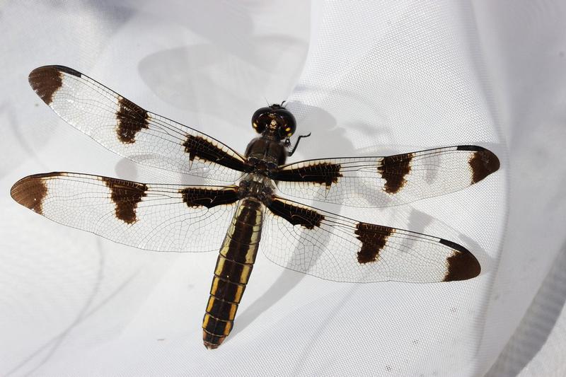 Photo of Twelve-spotted Skimmer