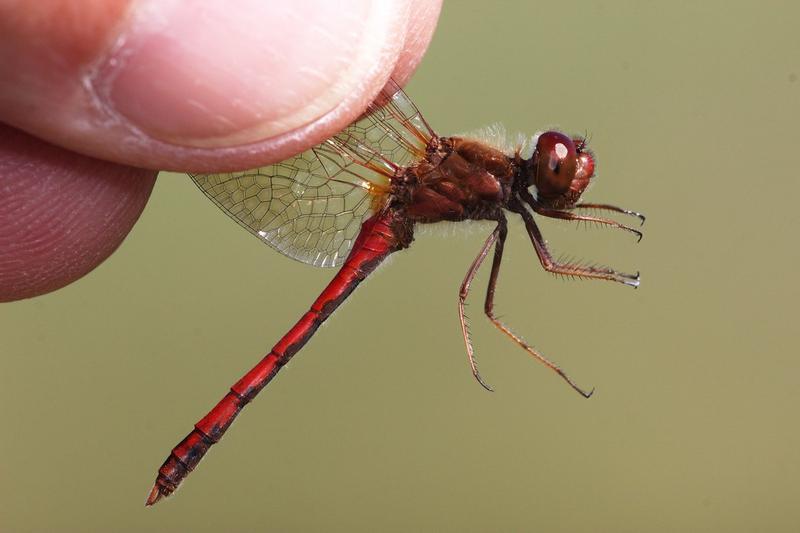 Photo of Autumn Meadowhawk