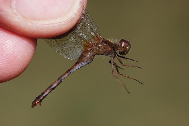 Photo of Autumn Meadowhawk