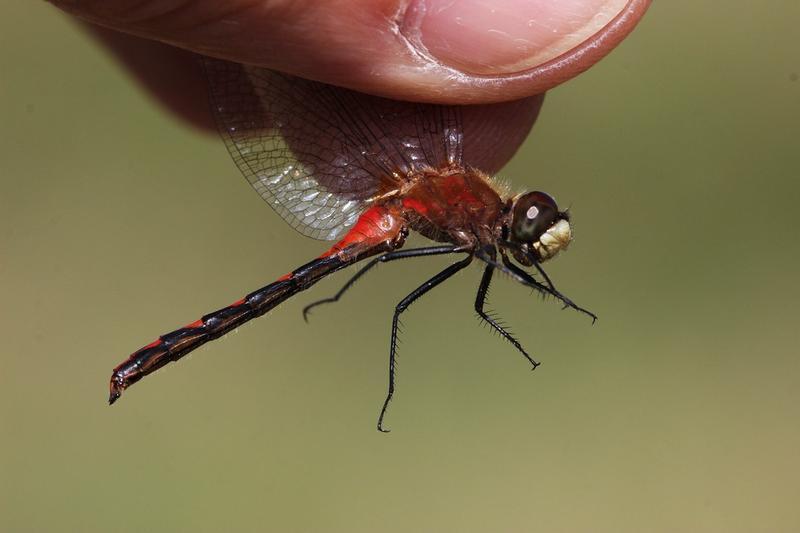 Photo of White-faced Meadowhawk