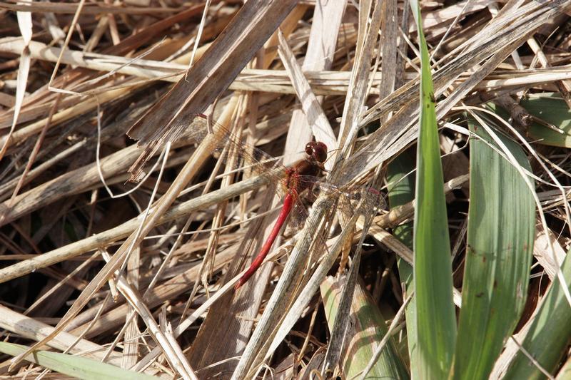 Photo of Autumn Meadowhawk