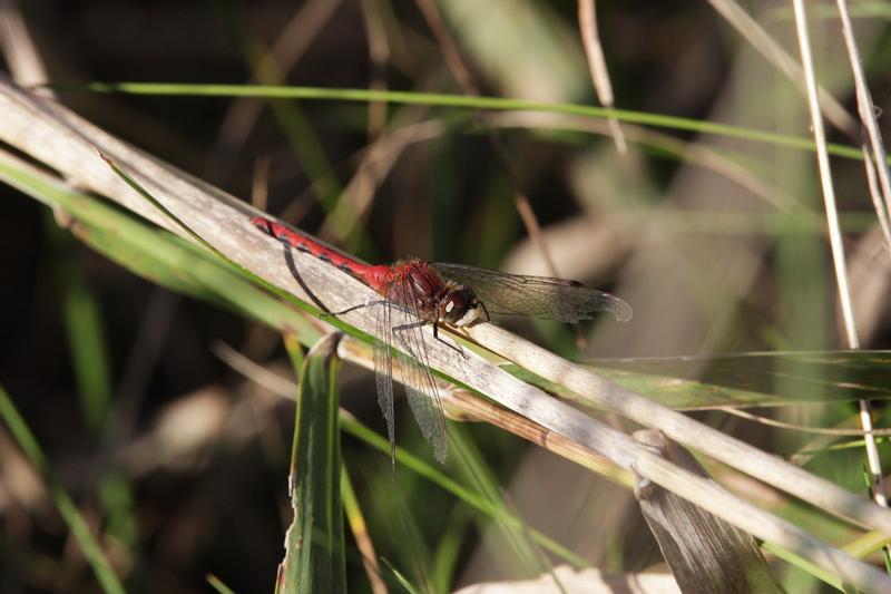 Photo of White-faced Meadowhawk