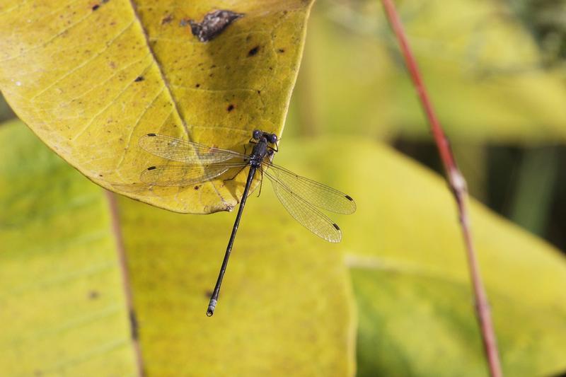 Photo of Spotted Spreadwing