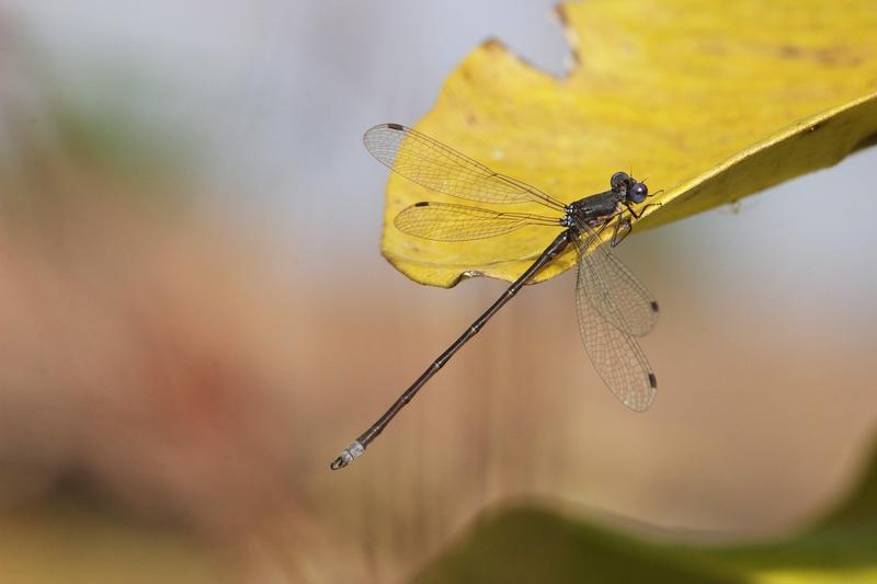 Photo of Spotted Spreadwing
