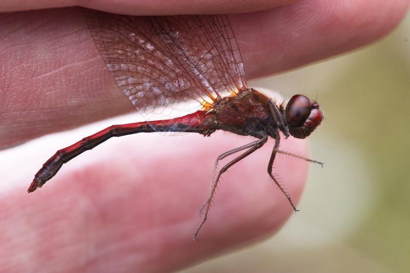 Photo of Autumn Meadowhawk