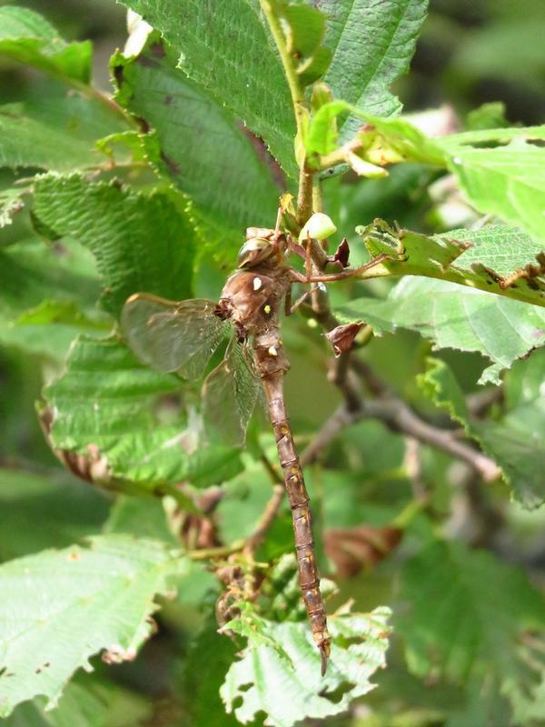 Photo of Fawn Darner