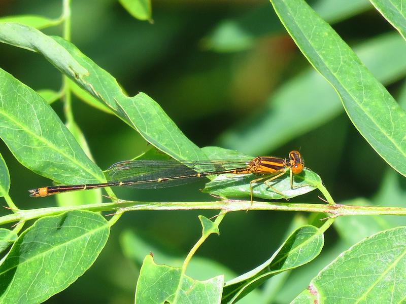 Photo of Orange Bluet