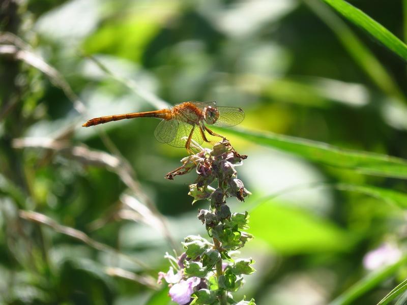 Photo of Autumn Meadowhawk