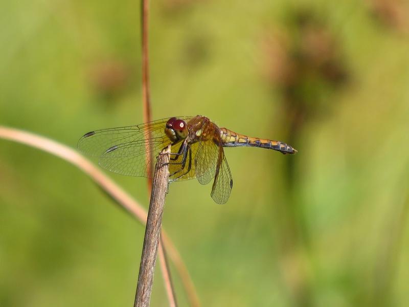 Photo of Band-winged Meadowhawk